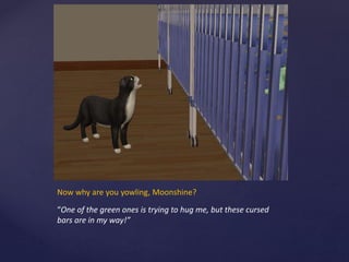 Now why are you yowling, Moonshine?
“One of the green ones is trying to hug me, but these cursed
bars are in my way!”
 