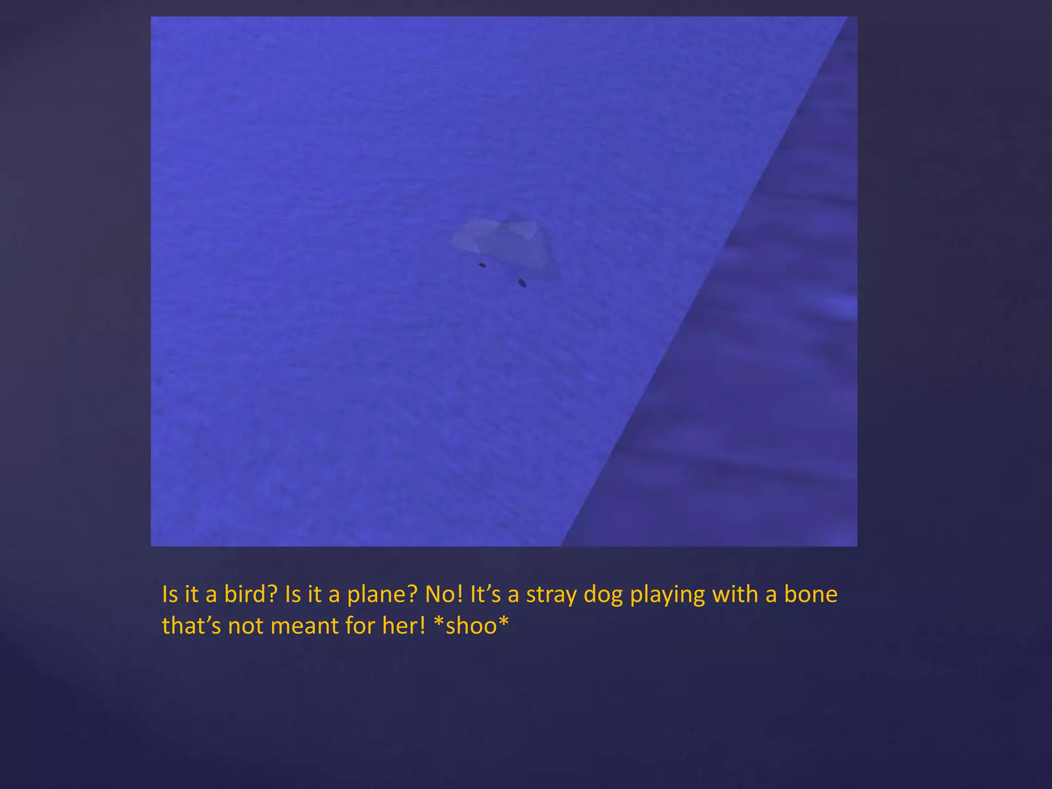 Is it a bird? Is it a plane? No! It’s a stray dog playing with a bone
that’s not meant for her! *shoo*
 