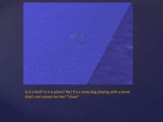 Is it a bird? Is it a plane? No! It’s a stray dog playing with a bone
that’s not meant for her! *shoo*
 