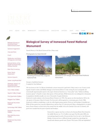 c o n n e c t :
Biological Survey of Ironwood Forest National
Monument
Natural History of the Desert Ironwood Tree (Olneya tesota)
Photographs by Mark Dimmitt
Flowering ironwood tree, Saguaro
National Park
Ironwood in lush foliage, Ironwood Forest National
Monument
Synopsis of published literature
Compiled by Tani Hubbard
The tree known in the U.S./Mexico borderlands as desert ironwood or palo fierro (Olneya tesota) is one of many woody
legumes found in washes and hillside drainages in the Sonoran Desert. It ranks among the most ecologically and
economically important plant species in the region. Ironwood functions as a “nurse plant” and a “habitat-modifying
keystone species” of benefit to many other species of flora and fauna. While Ironwood is not endangered or threatened,
its populations dwindle annually over tens of thousands of square kilometers.
Ironwood is nearly endemic to the Sonoran Desert (Turner et al. 1995). The species was first described in 1854 as the
sole species of the genus Olneya by botanist Asa Gray and is still recognized as a monotypic genus (Lavin 1988).
Ironwood is similar in morphology to only two other legume genera, peteria (Peteria sp.) and brushpea (Genistidium sp.).
While all three genera have narrowly elliptical leaves and less than 12 ovules per pod, Olneya is distinguished by its paired
leaves, flower clusters on short shoots that extend from the middle of the stem (instead of the end of a branch), and
pods more rounded than the pods of peteria and brushpea.
Ironwood as a species may have evolved as the Sonoran Desert flora formed in
the middle Miocene (ca. 15 to 8 million years ago) (Van Devender 2000), but
most paleogeological records of Ironwood date from the mid- to late Holocene.
Dating of ironwood trees is difficult through standard tree-ring dating, but
annual trunk diameter growth rates (Turner 1963; Suzán 1994) and unpublished
Biological Survey of
Ironwood Forest
National Monument
General Vegetation
Vascular Flora
Cacti
Distribution and Status
of Saguaros and Trees
Natural History of the
Desert Ironwood Tree
(Olneya tesota)
Rare Plant Inventory
Exotic Plants
Assessment
Human Impacts
Lesser Long­Nosed Bat
Geologic Aspects of
Ironwood Forest
National Monument
Avra Valley Gallery
Aguirre Valley Images
Pan Quemado Gallery
Ragged Top Gallery
Roskruge Mountains
Gallery
Samaniego Hills Gallery
Sawtooth Mountains
Gallery
Silver Bell Mountains
Gallery
Waterman Mountains
Gallery
 
s e a r c h
V I S I T A B O U T A R T S M E M B E R S H I P C O N S E R V A T I O N E D U C A T I O N S U P P O R T S H O P K I D S H O M E
 