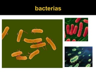 bacterias