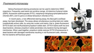 Fluorescent microscopy
Various fluorescent staining procedures can be used to determine VBNC
organisms. Frequently used stains are acridine orange, 4,6-diamino-2-phenyl indole
(DAPI), fluorescein isothiocyanate (FITC), indophenyl-nitrophenyl-phenyltetrazolium
chloride (INT), and 5-cyano-2,3-ditolyl tetrazolium chloride (CTC) .
In recent years, a new differential staining assay, the BacLight Live/Dead
assay, has been developed. The assay allows simultaneous counting total and viable
(metabolically active) cells, by using two nucleic acid stains, that is, green-fluorescent
SYTO 9 stain and red-fluorescent propidium iodide stain. SYTO 9 stains both live and
dead bacteria, whereas propidium iodide penetrates only bacteria having damaged
membranes. When used together, propidium iodide reduces SYTO 9 fluorescence in
dead bacteria with damaged membranes resulting in red fluorescent cells, whereas
the live bacteria will fluoresce green
 