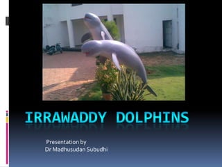Irrawaddy DOLPHINS Presentation by Dr MadhusudanSubudhi 