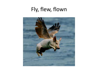 Fly, flew, flown