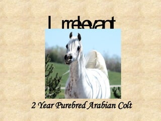 Irrelevant 2 Year Purebred Arabian Colt 