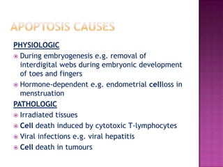 APOPTOSIS  (programmed cell death) Definition:death of individual cells surrounded by viable cellswhen a cell dies through activation of an internally suicide programIt is an active process—energy dependentDoes not elicit inflammatory responseMay be physiologic or pathologic