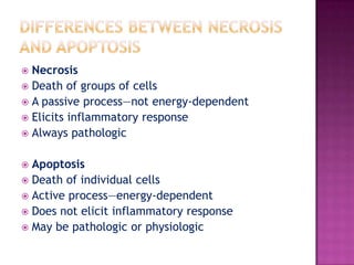 APOPTOSIS CAUSESPHYSIOLOGICDuring embryogenesis e.g. removal of interdigital webs during embryonic development of toes and fingersHormone-dependent e.g. endometrial cellloss in menstruationPATHOLOGICIrradiated tissuesCell death induced by cytotoxic T-lymphocytesViral infections e.g. viral hepatitisCell death in tumours