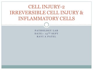 PATHOLOGY LAB DATE:- 15TH SEPT RAVI A PATEL CELL INJURY-2IRREVERSIBLE CELL INJURY & INFLAMMATORY CELLS 