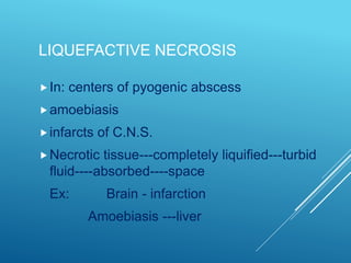LIQUEFACTIVE NECROSIS
In: centers of pyogenic abscess
amoebiasis
infarcts of C.N.S.
Necrotic tissue---completely liquified---turbid
fluid----absorbed----space
Ex: Brain - infarction
Amoebiasis ---liver
 