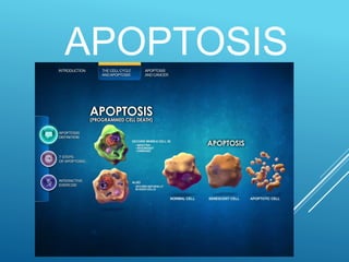 APOPTOSIS
 