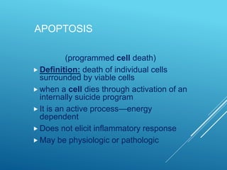 APOPTOSIS
(programmed cell death)
 Definition: death of individual cells
surrounded by viable cells
 when a cell dies through activation of an
internally suicide program
 It is an active process—energy
dependent
 Does not elicit inflammatory response
 May be physiologic or pathologic
 