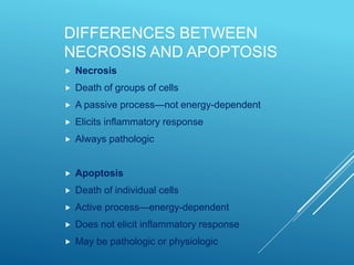 DIFFERENCES BETWEEN
NECROSIS AND APOPTOSIS
 Necrosis
 Death of groups of cells
 A passive process—not energy-dependent
 Elicits inflammatory response
 Always pathologic
 Apoptosis
 Death of individual cells
 Active process—energy-dependent
 Does not elicit inflammatory response
 May be pathologic or physiologic
 