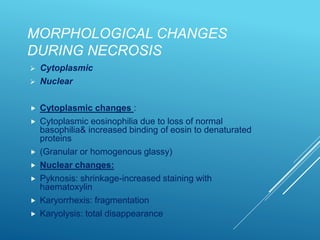 MORPHOLOGICAL CHANGES
DURING NECROSIS
 Cytoplasmic
 Nuclear
 Cytoplasmic changes :
 Cytoplasmic eosinophilia due to loss of normal
basophilia& increased binding of eosin to denaturated
proteins
 (Granular or homogenous glassy)
 Nuclear changes:
 Pyknosis: shrinkage-increased staining with
haematoxylin
 Karyorrhexis: fragmentation
 Karyolysis: total disappearance
 