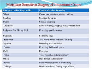 Moisture Sensitive Stages of Important Crops
Rice, pearl millet, finger millet Panicle initiation, flowering
Wheat Crown root initiation, jointing, milking
Sorghum Seedling, flowering
Maize Silking, tasselling
Groundnut Rapid flowering, pegging, early pod formation
Red gram, Pea, Moong, Urd Flowering, pod formation
Sugarcane Formative stage
Sunflower Two weeks before and after flowering
Soybean Blooming, seed formation
Cotton Flowering, boll development
Chilli Flowering
Potato Tuber formation to tuber maturity
Onion Bulb formation to maturity
Tomato From commencement of fruit setting
Cabbage Head formation to firming stage of head
 