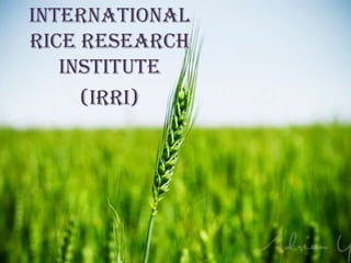 INTERNATIONAL
RICE RESEARCH
   INSTITUTE
     (IRRI)
 