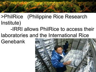 IRRI PHL | PPTX