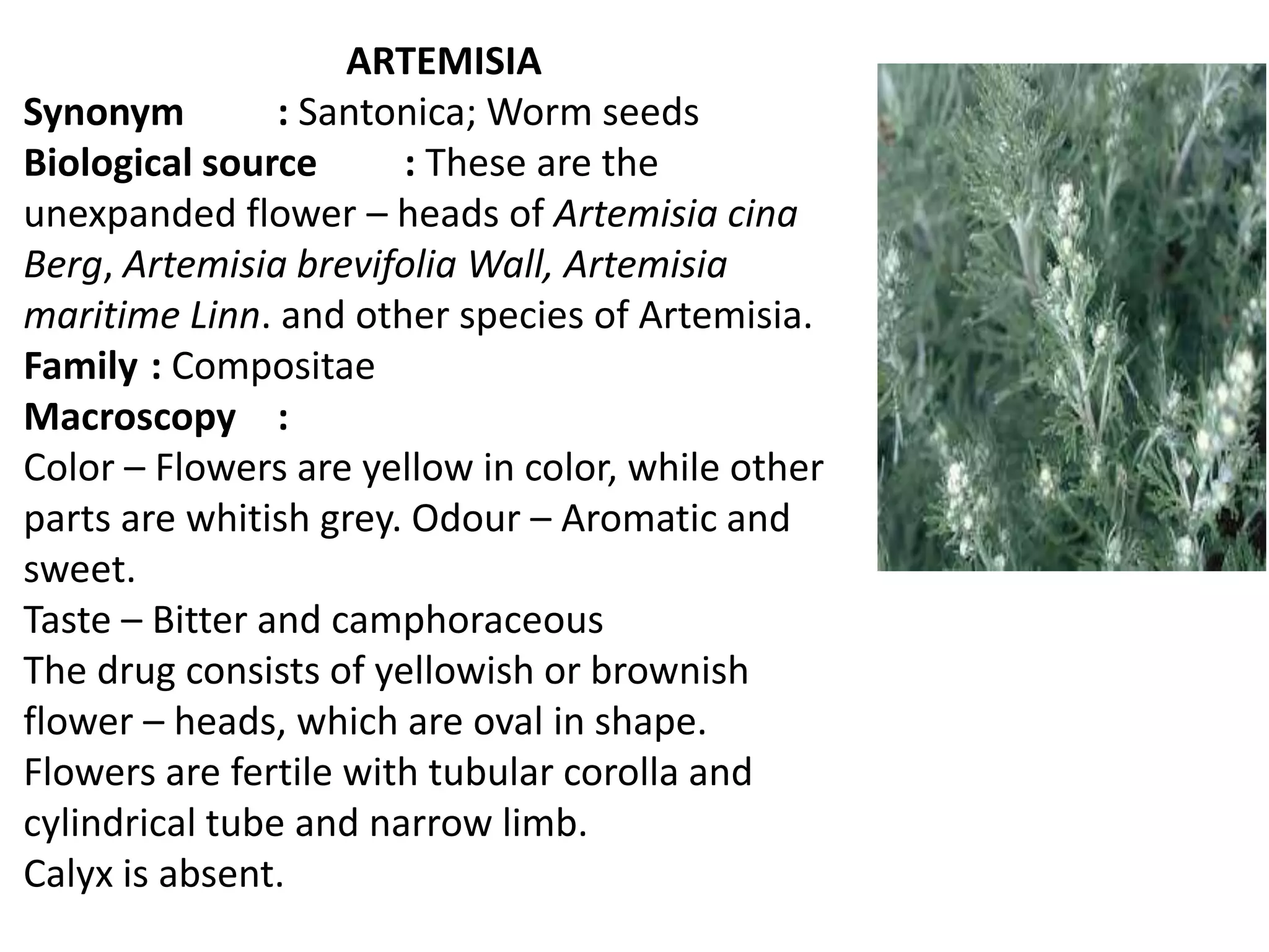 ARTEMISIA
Synonym : Santonica; Worm seeds
Biological source : These are the
unexpanded flower – heads of Artemisia cina
Berg, Artemisia brevifolia Wall, Artemisia
maritime Linn. and other species of Artemisia.
Family : Compositae
Macroscopy :
Color – Flowers are yellow in color, while other
parts are whitish grey. Odour – Aromatic and
sweet.
Taste – Bitter and camphoraceous
The drug consists of yellowish or brownish
flower – heads, which are oval in shape.
Flowers are fertile with tubular corolla and
cylindrical tube and narrow limb.
Calyx is absent.
 
