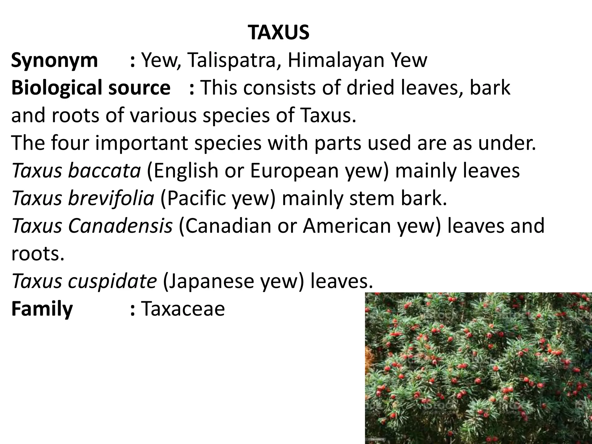 TAXUS
Synonym : Yew, Talispatra, Himalayan Yew
Biological source : This consists of dried leaves, bark
and roots of various species of Taxus.
The four important species with parts used are as under.
Taxus baccata (English or European yew) mainly leaves
Taxus brevifolia (Pacific yew) mainly stem bark.
Taxus Canadensis (Canadian or American yew) leaves and
roots.
Taxus cuspidate (Japanese yew) leaves.
Family : Taxaceae
 
