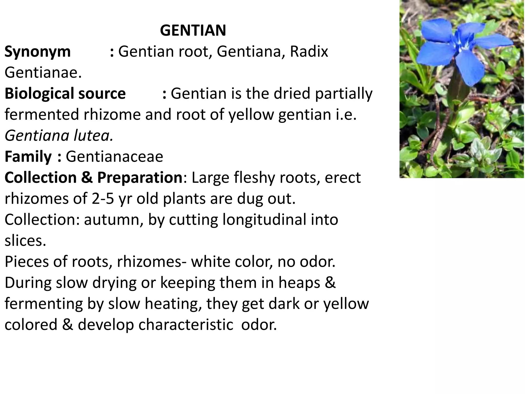 GENTIAN
Synonym : Gentian root, Gentiana, Radix
Gentianae.
Biological source : Gentian is the dried partially
fermented rhizome and root of yellow gentian i.e.
Gentiana lutea.
Family : Gentianaceae
Collection & Preparation: Large fleshy roots, erect
rhizomes of 2-5 yr old plants are dug out.
Collection: autumn, by cutting longitudinal into
slices.
Pieces of roots, rhizomes- white color, no odor.
During slow drying or keeping them in heaps &
fermenting by slow heating, they get dark or yellow
colored & develop characteristic odor.
 