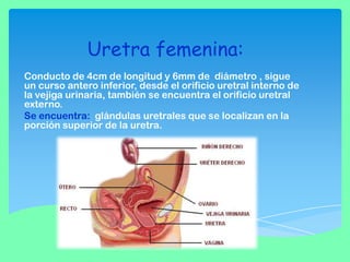 Uretra femenina:
Conducto de 4cm de longitud y 6mm de diámetro , sigue
un curso antero inferior, desde el orificio uretral interno de
la vejiga urinaria, también se encuentra el orificio uretral
externo.
Se encuentra: glándulas uretrales que se localizan en la
porción superior de la uretra.

 