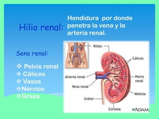 Hilio renal:
Seno renal:

 Pelvis renal
 Cálices
 Vasos
Nervios
Grasa

Hendidura por donde
penetra la vena y la
arteria renal.

 