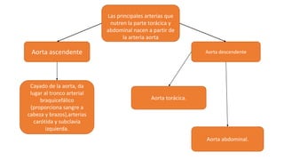 Las principales arterias que
nutren la parte torácica y
abdominal nacen a partir de
la arteria aorta
Aorta ascendente
Cayado de la aorta, da
lugar al tronco arterial
braquicefálico
(proporciona sangre a
cabeza y brazos),arterias
carótida y subclavia
izquierda.
Aorta descendente
Aorta torácica.
Aorta abdominal.
 