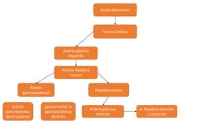 Aorta Abdominal
Tronco Celiáco
Arteria gástrica
izquierda
Arteria hepática
común
Ramas
gastroduodenal
Hepática propia
Arteria gástrica
derecha
A. Hepática derecho
e izquierda
gastromental (o
gastroepiploica)
derecha
arteria
pancreatoduo
denal superior
 