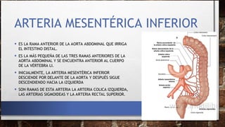 Anatomia de la irrigación del Abdomen y las estructuras | PPT