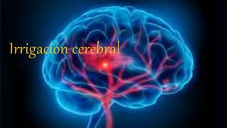 Irrigación cerebral
 