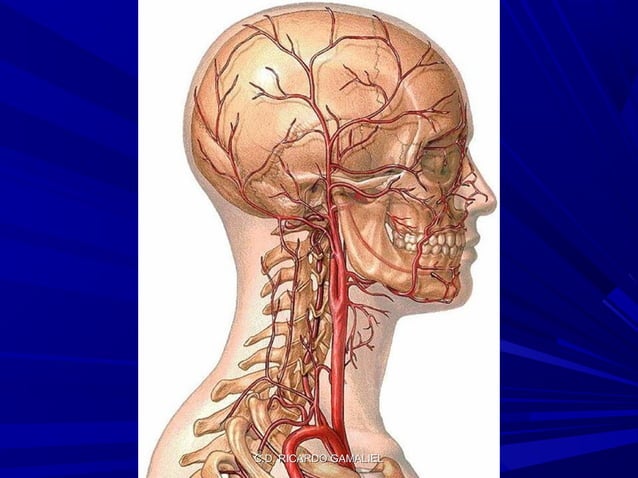 Irrigación de cabeza y cuello