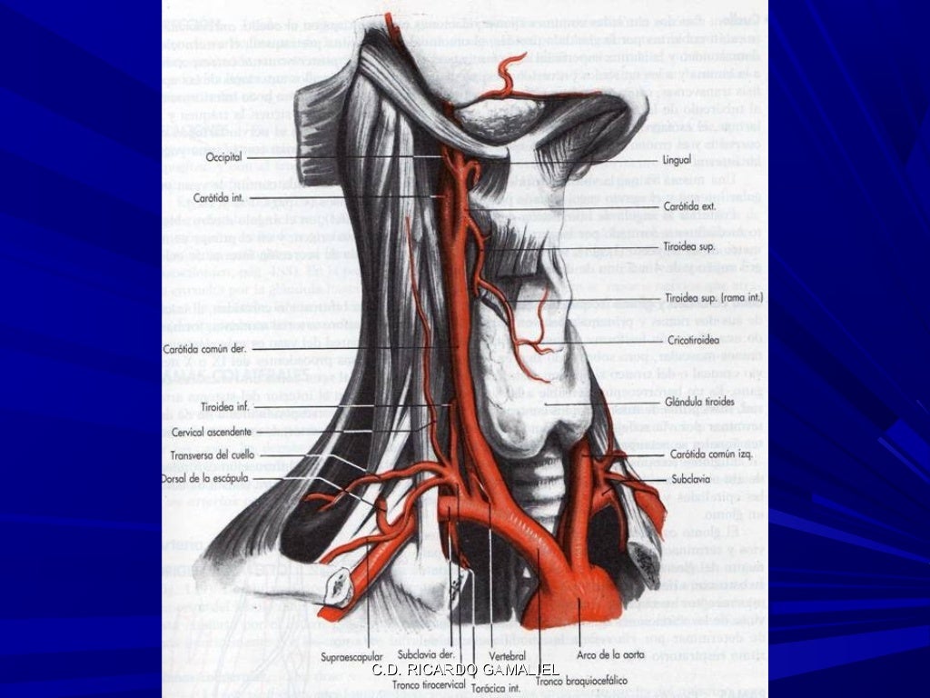 Irrigación de cabeza y cuello