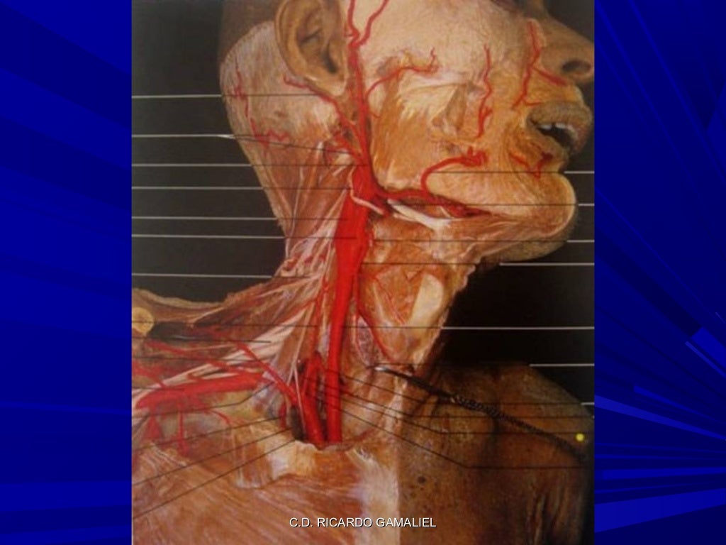 Irrigación de cabeza y cuello