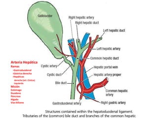 Arteria Hepática
Ramas
 -Gastroduodenal
 -Gástrica derecha
 -Hepáticas
   derecha (art. Cística)
   izquierda
Misión
Estómago
Duodeno
Páncreas
Hígado
Vías biliares
 