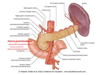 Arteria gastroduodenal
 pancreático duodenal superior
   anterior y posterior
Gastro omentalis derecha
 