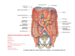 Arteria mesentérica superior
Origen
Posición
Relaciones
Ramas
Colaterales (origen, lado der., lado izq.)
Terminales (arteria ileocólica)
Misión
Páncreas, duodeno
Yeyuno-íleon, colon der.
 