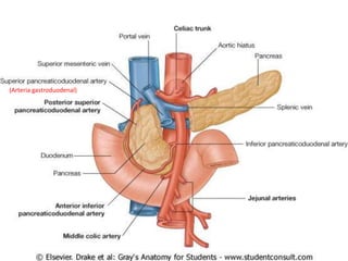 (Arteria gastroduodenal)
 