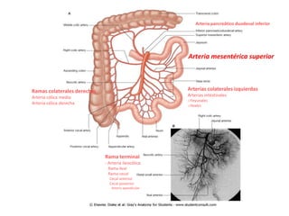 Arteria pancreático duodenal inferior




                                                      Arteria mesentérica superior



Ramas colaterales derechas                            Arterias colaterales izquierdas
Arteria cólica media                                  Arterias intestinales
                                                      oYeyunales
Arteria cólica derecha                                oIleales




                             Rama terminal
                             - Arteria ileocólica
                              Rama ileal
                              Rama cecal
                               Cecal anterior
                               Cecal posterior
                                Arteria apendicular
 