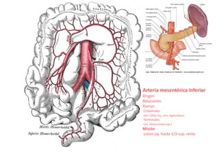 Arteria mesentérica inferior
Origen
Relaciones
Ramas
Colaterales
(art. Cólica izq., arts. Sigmoideas)
Terminales
(art. Hemorroidal sup.)
Misión
colon izq. hasta 1/3 sup. recto
 