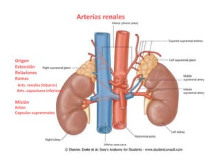 Arterias renales




Origen
Extensión
Relaciones
Ramas
Arts. renales (lobares)
Arts. capsulares inferiores

Misión
Riñón
Capsulas suprarenales
 