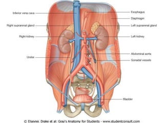 Irrigación del abdomen