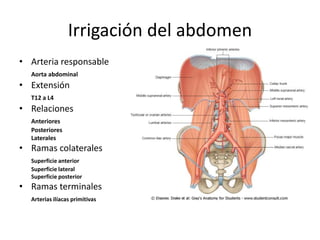 Irrigación del abdomen
• Arteria responsable
  Aorta abdominal
• Extensión
  T12 a L4
• Relaciones
  Anteriores
  Posteriores
  Laterales
• Ramas colaterales
  Superficie anterior
  Superficie lateral
  Superficie posterior
• Ramas terminales
  Arterias ilíacas primitivas
 