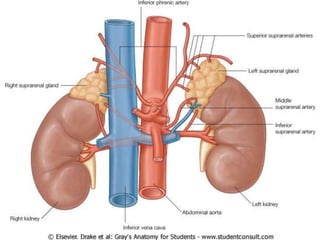 Irrigación del abdomen