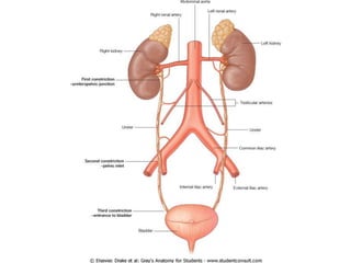 Irrigación del abdomen