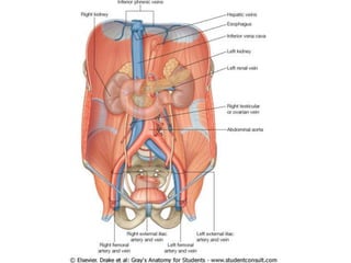 Irrigación del abdomen