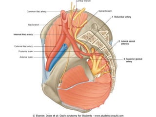 Irrigación del abdomen