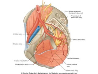 Irrigación del abdomen