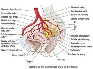 Irrigación del abdomen