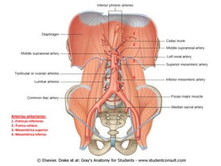 1

                          2


                          3


                          4




Arterias anteriores:
1.-Frénicas inferiores
2.-Tronco celíaco
3.-Mesentérica superior
4.-Mesentérica inferior
 