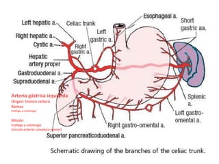 Arteria gástrica izquierda
Origen: tronco celíaco
Ramas
Esófago y estómago


Misión
Esófago y estómago
(círculo arterial curvatura menor)
 