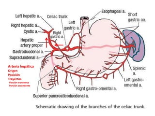 Arteria hepática
Origen
Posición
Trayectos
Porción transversa
Porción ascendente
 